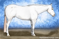 Horse Color:Sable Cream Champagne Appaloosa 