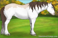 Horse Color:Amber Champagne Roan Dun Splash Frame 