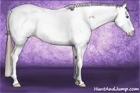 Horse Color:Buckskin Splash Tobiano Appaloosa