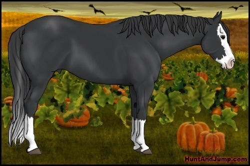 Horse Color: Black Sabino Splash 