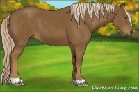 Horse Color:Chocolate Palomino 