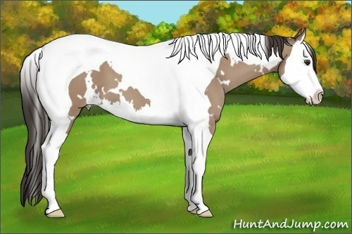 Horse Color: White Spotted Classic Champagne Splash Tobiano 