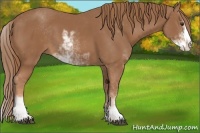 Horse Color:Chestnut Sabino 