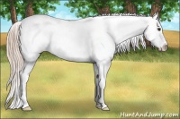 Horse Color:Chocolate Palomino Appaloosa 