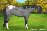 Horse Color:Blue Roan Appaloosa