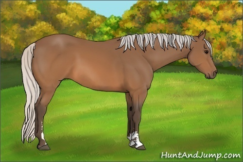 Horse Color: Silver Brown Sabino 