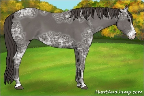 Horse Color:Smoky Black Ice Sabino