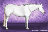 Horse Color:Bay Dun Sabino Splash Tobiano Frame Appaloosa 