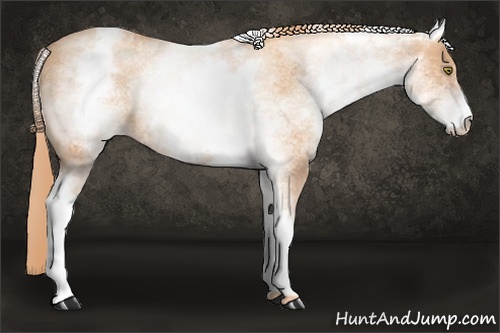 Horse Color: White Spotted Gold Champagne 