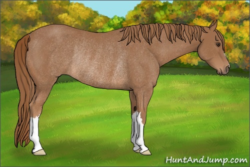 Horse Color: Chestnut Rabicano 