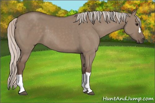 Horse Color: Unknown 