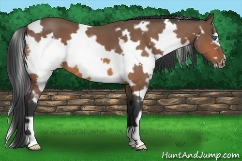 Horse Color: White Spotted Bay Roan Frame 