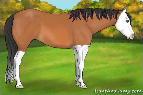 Horse Color: Bay Splash 
