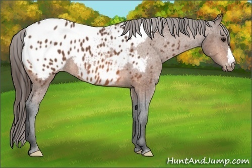 Horse Color:Bay Near Leopard 