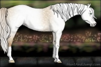 Horse Color:Gray Silver Classic Cream Champagne Dun Splash Frame 