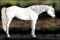 Horse Color:Gray Cremello Dun 