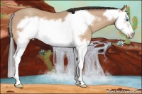 Horse Color:Amber Champagne Splash Frame 