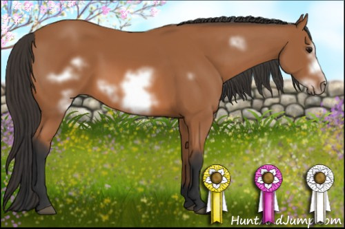 Horse Color: Bay Frame 
