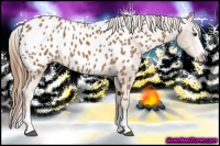 Horse Color:Chestnut Splash Appaloosa 