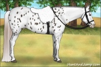 Horse Color:Liver Chestnut Appaloosa 