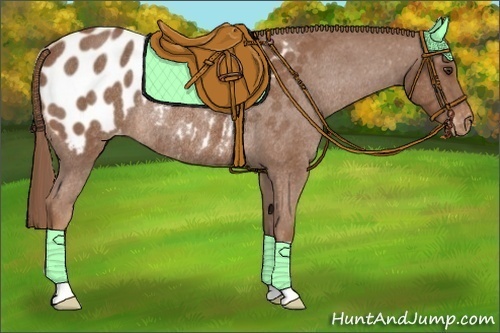 Horse Color:Red Roan Appaloosa Rabicano 