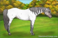 Horse Color:Bay Roan Snowcap 