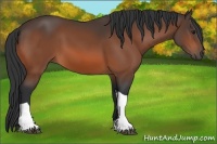 Horse Color:Brown Tobiano 
