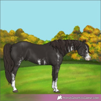 Horse Color:White Spotted Liver Chestnut