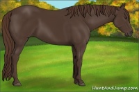Horse Color:Liver Chestnut Sabino 