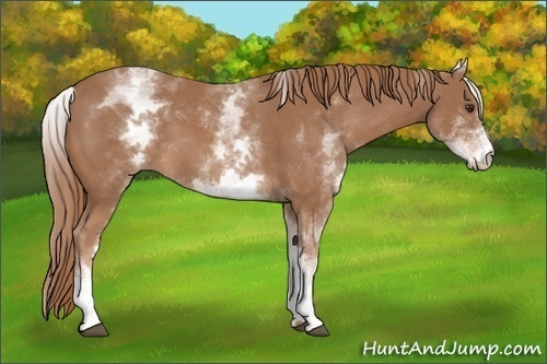 Horse Color: White Spotted Chestnut 