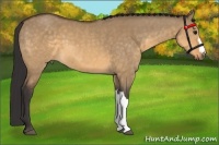 Horse Color:Buckskin Dun