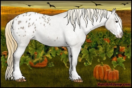 Horse Color: Smoky Grullo Roan Splash Blanket 