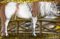 Horse Color:White Spotted Chestnut 