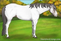 Horse Color:White Spotted Brown Appaloosa 