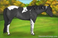 Horse Color:Black Tobiano Rabicano