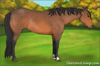 Horse Color:Bay Sabino Rabicano