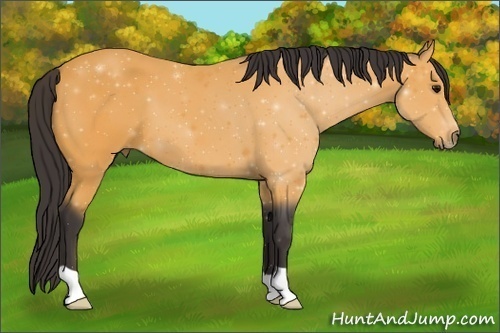 Horse Color: ERROR: UNKNOWN ANOMALY