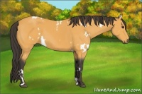 Horse Color:White Spotted Buckskin 