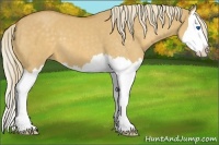 Horse Color:Palomino Dun Splash