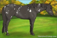 Horse Color:White Spotted Smoky Black 
