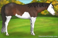 Horse Color:Liver Chestnut Splash 