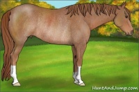 Horse Color:Chestnut Rabicano 
