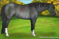 Horse Color:Black Rabicano