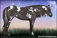 Horse Color:White Spotted Smoky Black 