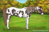 Horse Color:Liver Chestnut Splash Tobiano Frame Near Leopard 