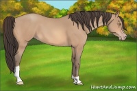 Horse Color:Amber Champagne Tobiano 