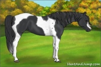 Horse Color:Black Tobiano 