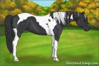 Horse Color:Black Tobiano 