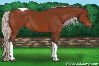 Horse Color:Silver Brown Tobiano 