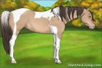 Horse Color:Amber Champagne Tobiano 